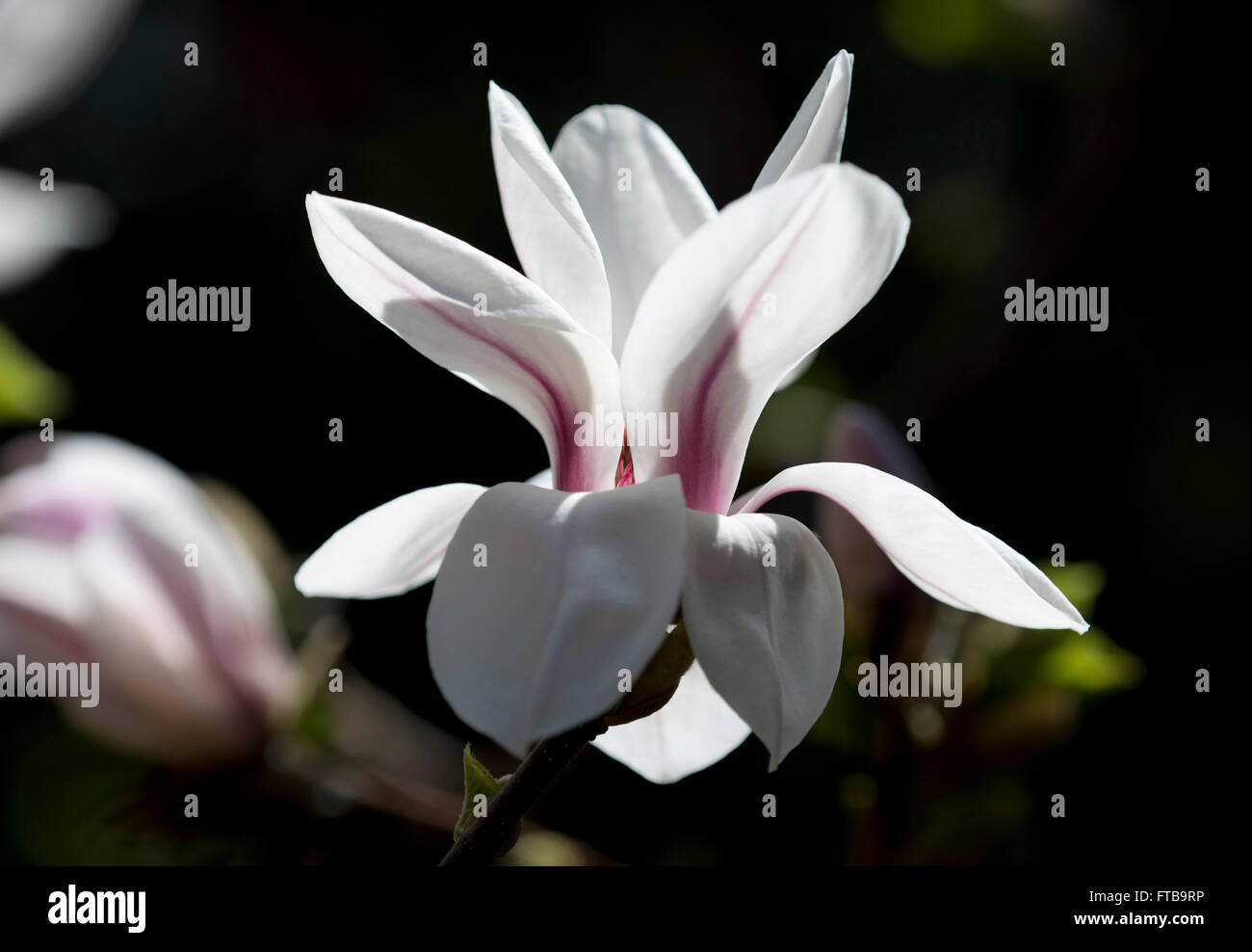Magnolia kobus ('Norman Gould' x liliflora 'O'Neil') a white magnolia with magenta stripes on the tepals. Stock Photo