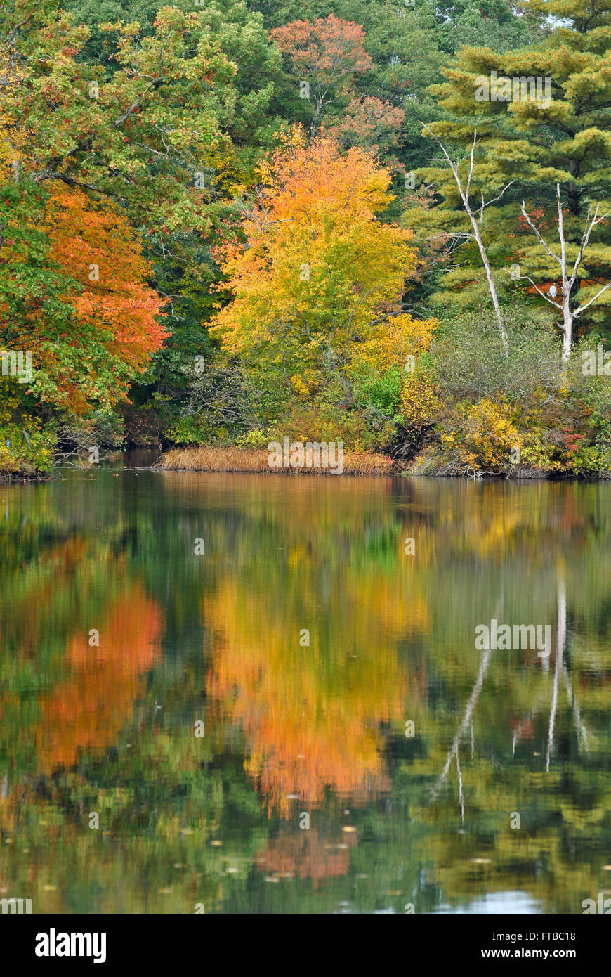 Colorful Fall Foliage Reflecting on a Pond Stock Photo - Alamy