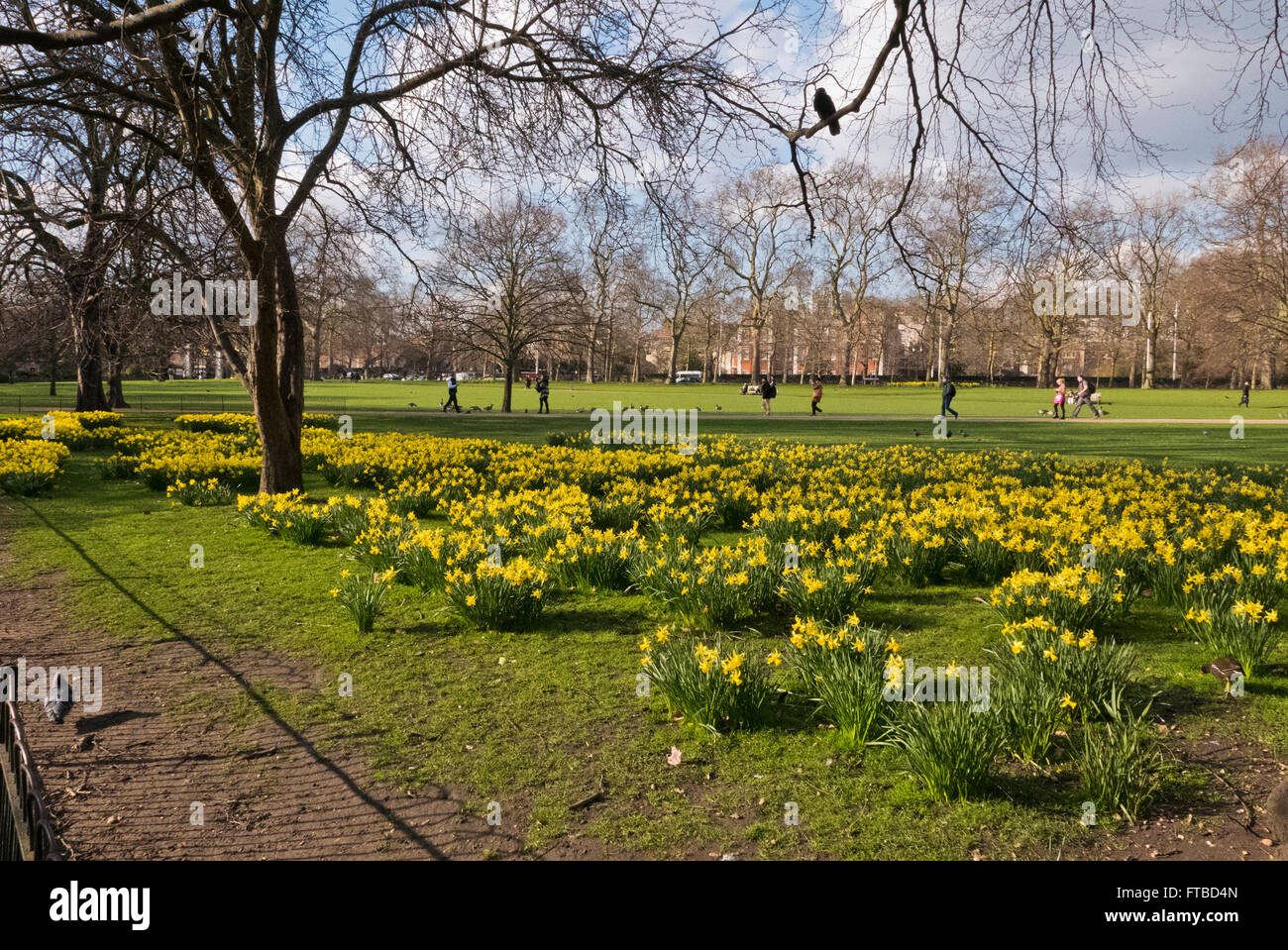 Daffodils in St James Park during the spring season in London, United