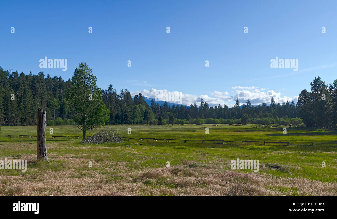 Cascade Mountains Meadow Stock Photo