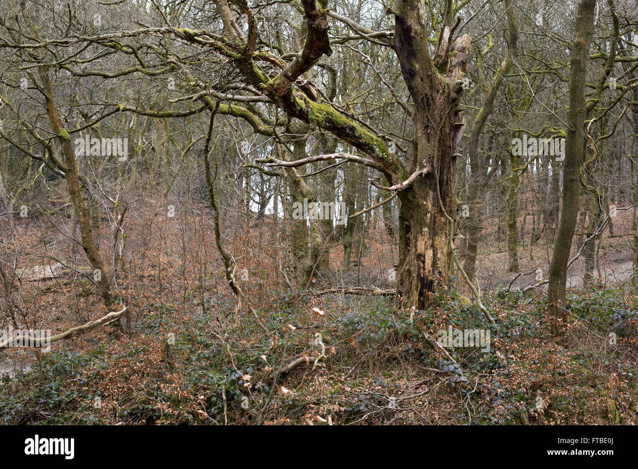 Tockholes Woods, Roddlesworth Woods, near Blackburn with Darwen, Lancashire. Stock Photo