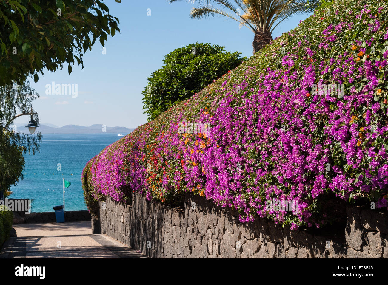 Bougainvillea Princess Yaiza Hotel Playa Blanca Lanzarote