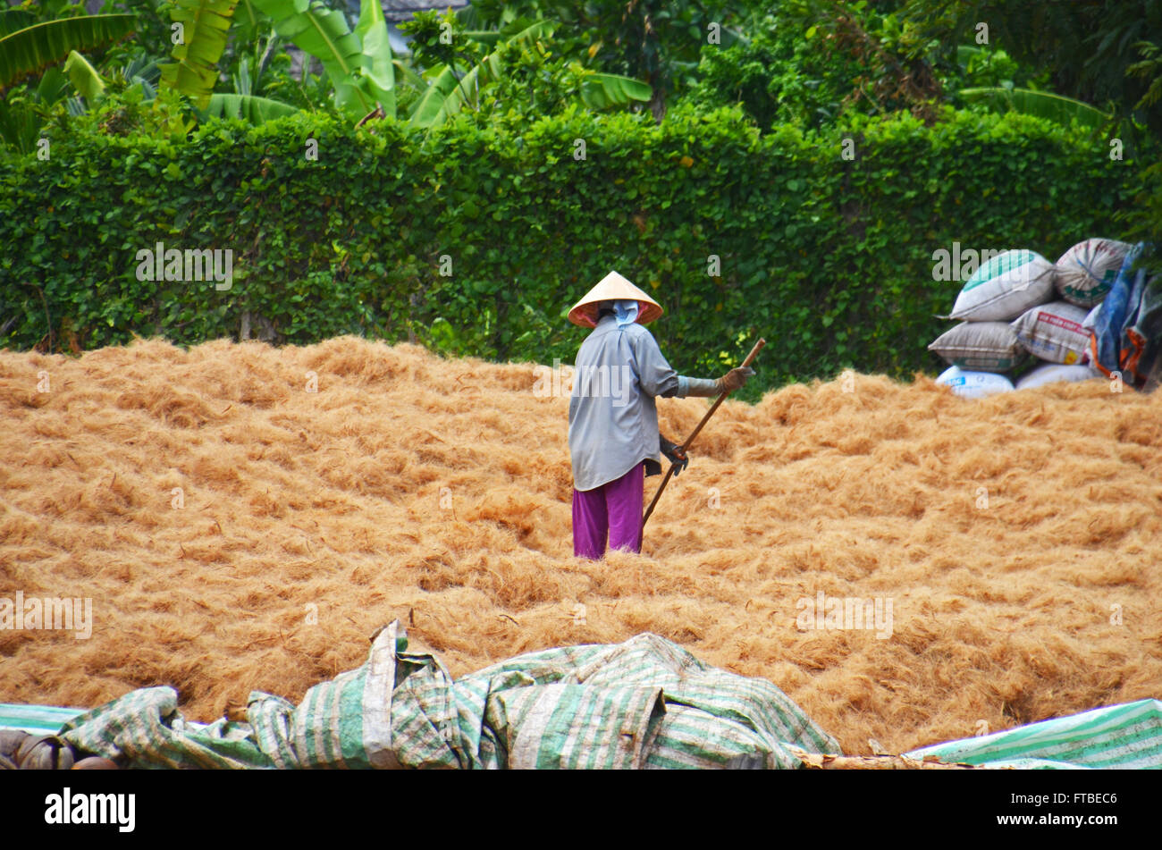 A worker rakes over coir, Mekong Delta near Ben Tre, Vietnam Stock Photo