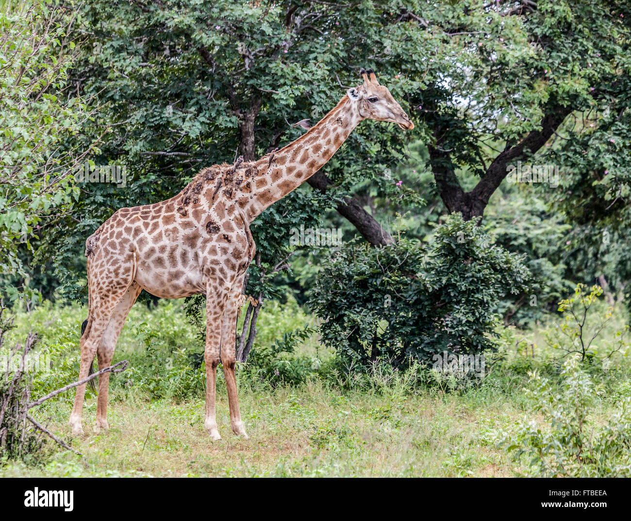 Giraffe with skin disease caused by Papilloma virus. The lesions are being kept open &spread by Red-billed Oxpeckers. Chobe N.P. Stock Photo