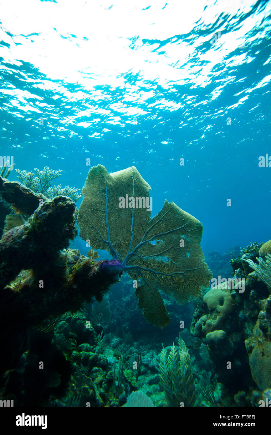 Sea Fan clung to a brain coral just off the coast in the Caribbean Sea, Roatán, Honduras, Central America Stock Photo