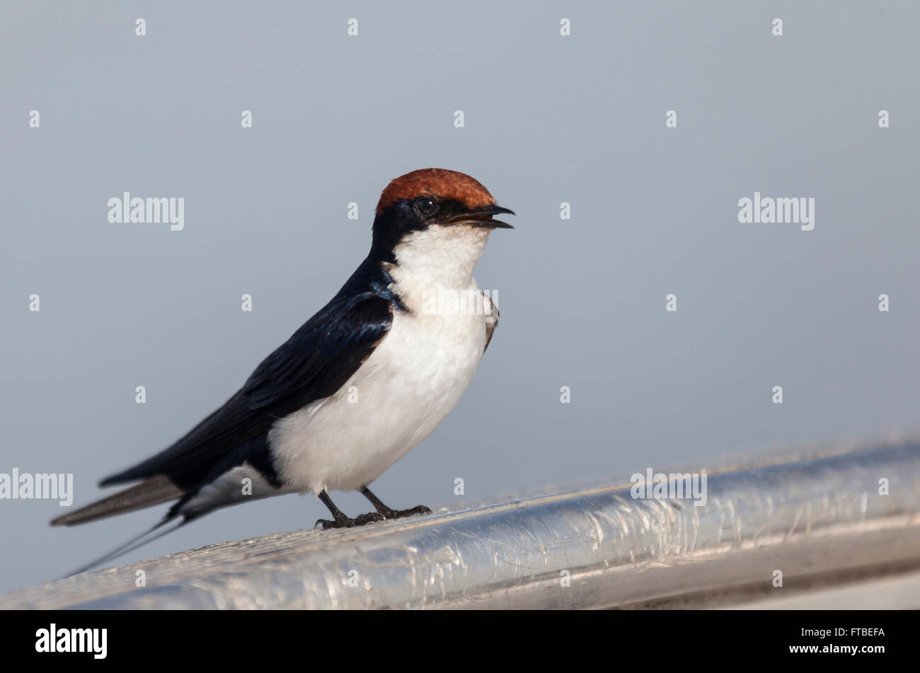 Wire-tailed Swallow, Hirundo smithii, perched on the edge of a small boat and calling. Chobe NP, Botswana, southern Africa. Stock Photo