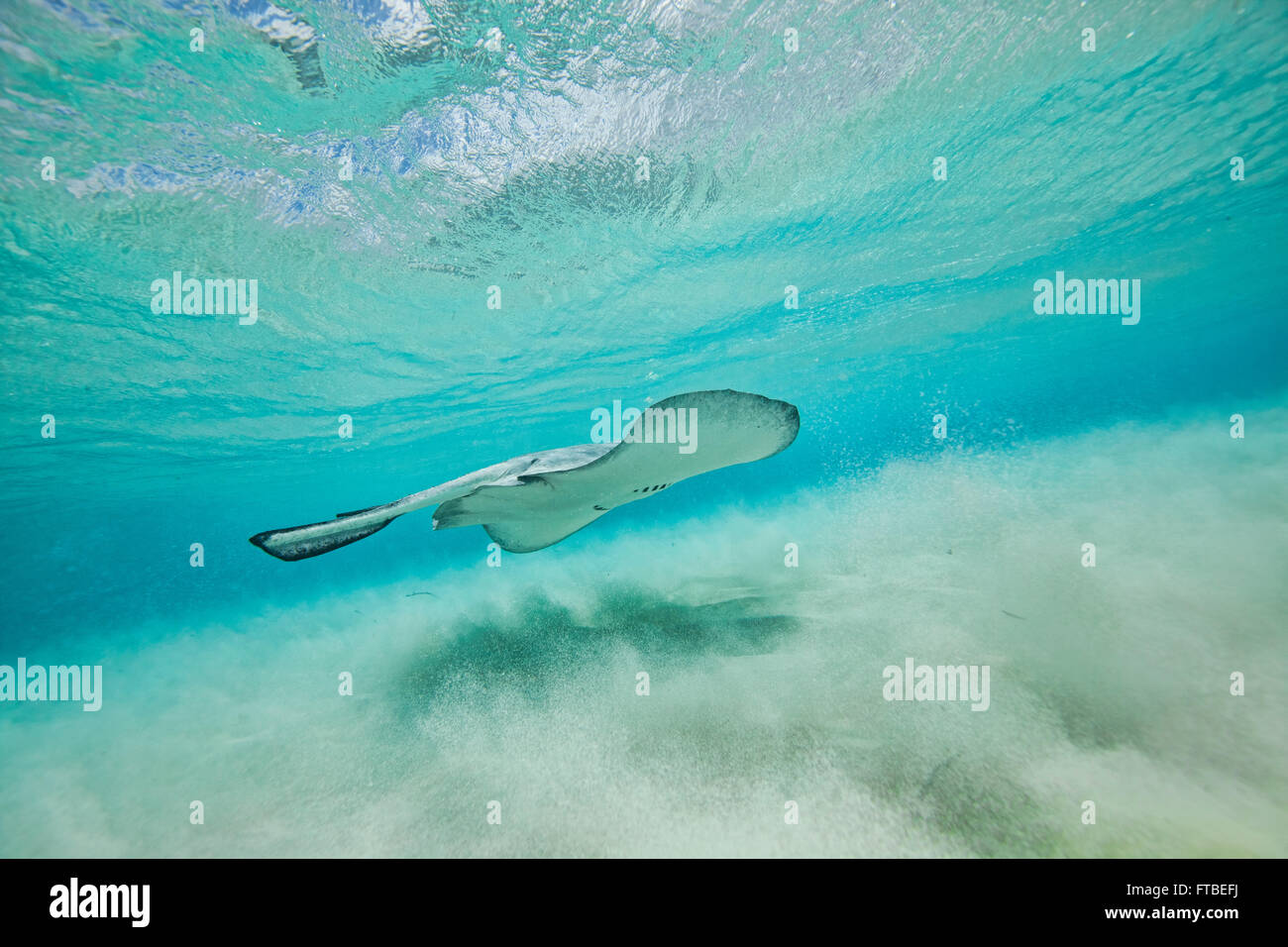 Giant Southern Stingray swimming along the sandy bottom with the waves kicking up the sand with a reflection on the surface Stock Photo