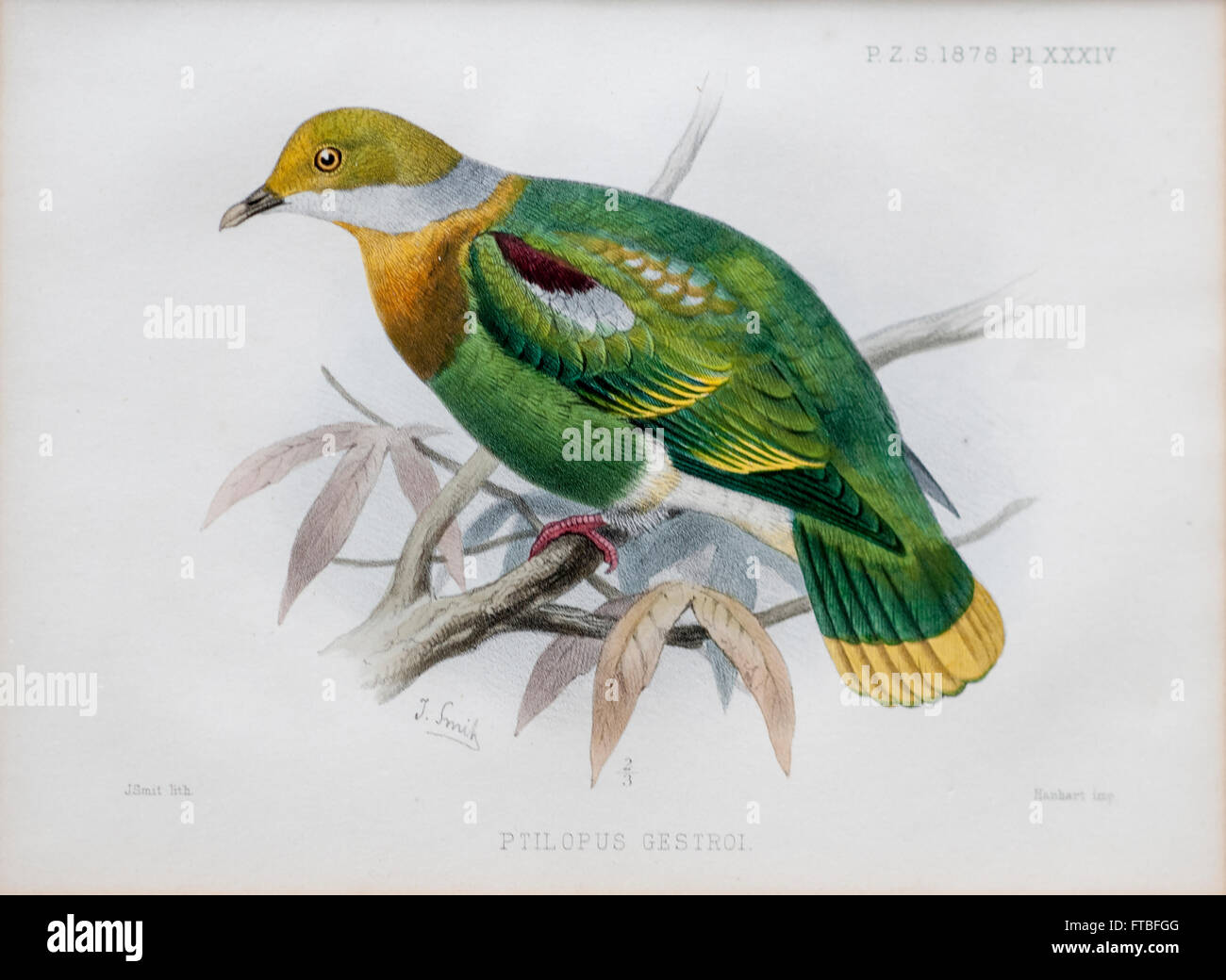 Illustration of Eastern Ornate Fruit-dove (ptilopus gestroi now Ptilinopus gestroi) from 1878 Stock Photo