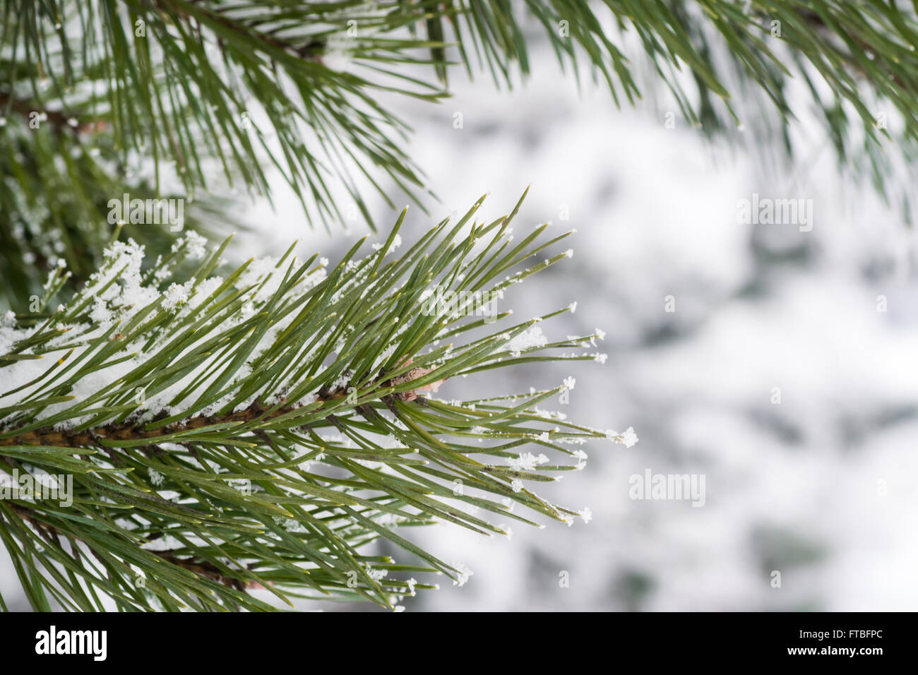 Winter Tree Christmas Snow Pine Forest Background Stock Photo Alamy