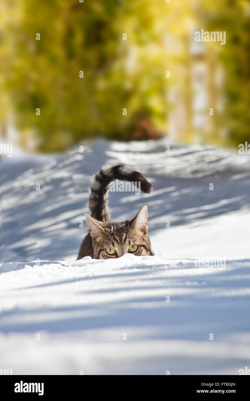 Cat hiding in the snow, Bavaria, Germany Stock Photo
