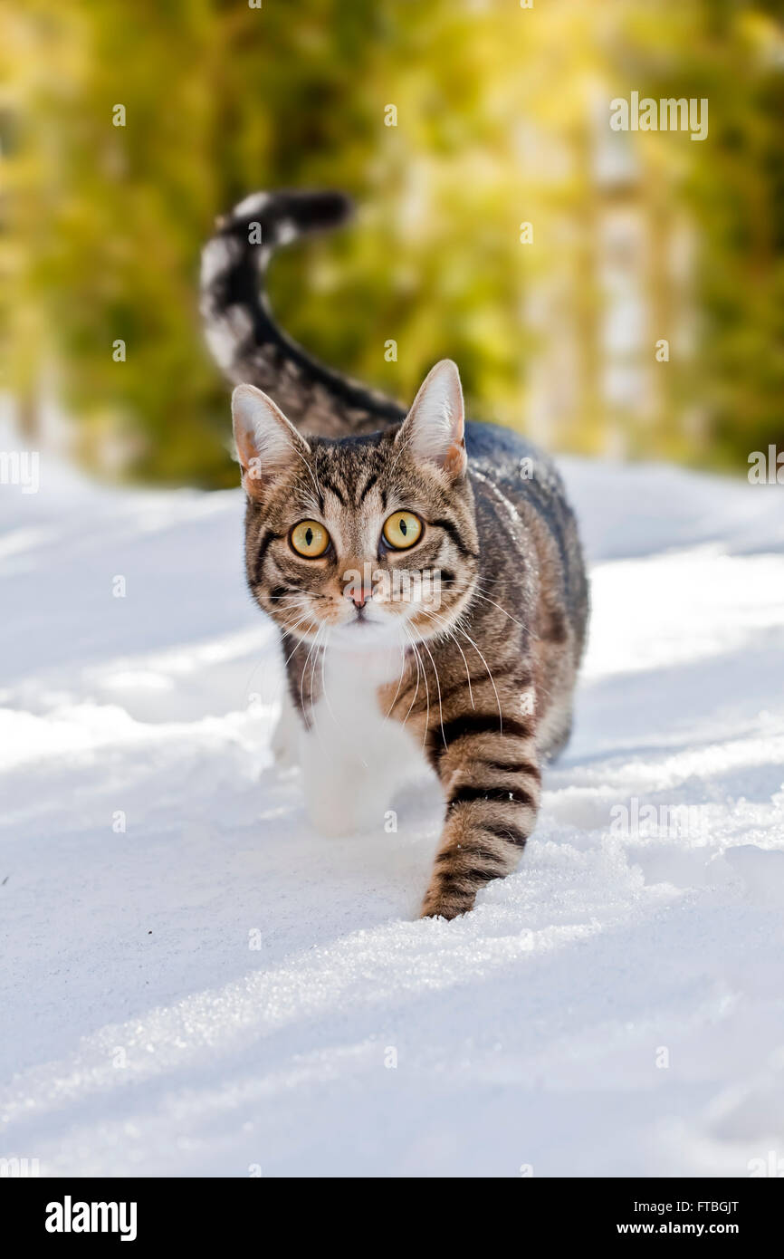 Cat walking through fresh snow, Bavaria, Germany Stock Photo