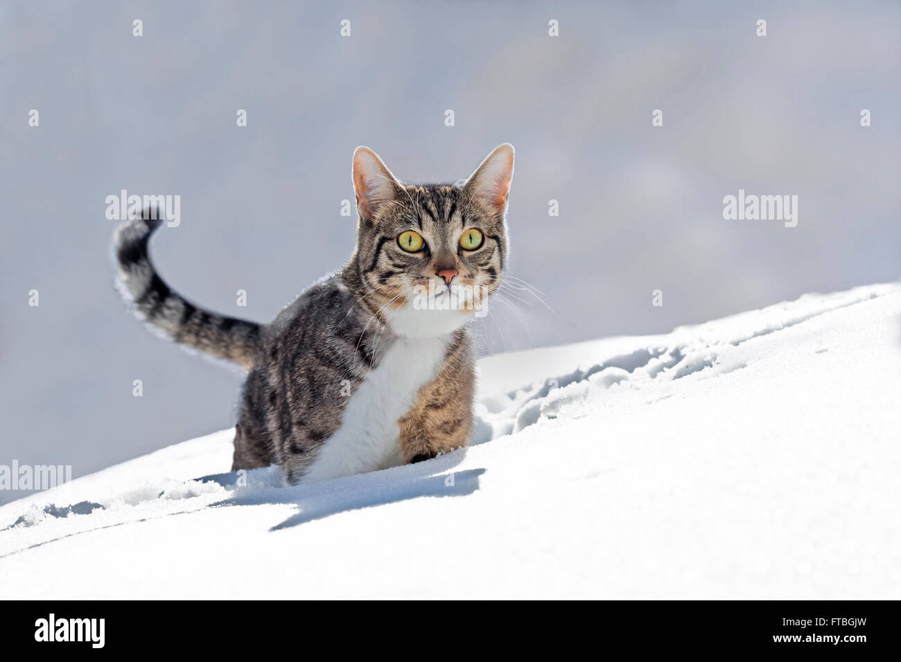 Cat walking through fresh snow, Bavaria, Germany Stock Photo