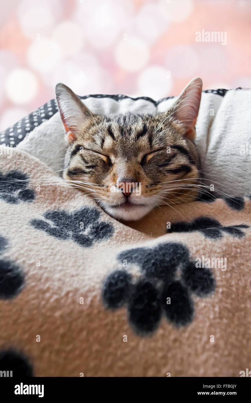 House cat sleeps under a blanket Stock Photo Alamy