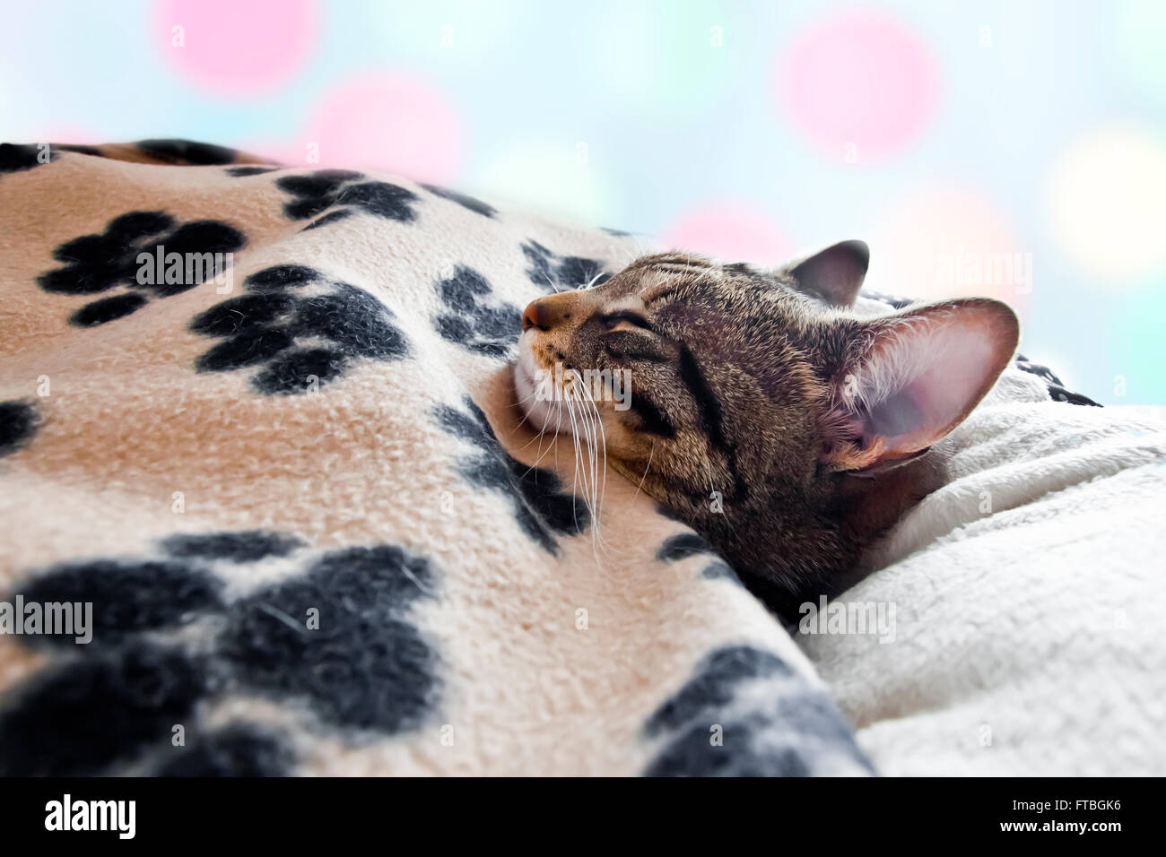 House cat sleeps under a blanket Stock Photo