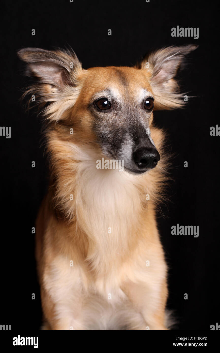 Silken Windsprite sighthound, male dog, portrait Stock Photo