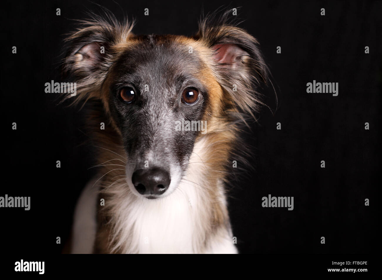 Silken Windsprite sighthound, male dog, portrait Stock Photo