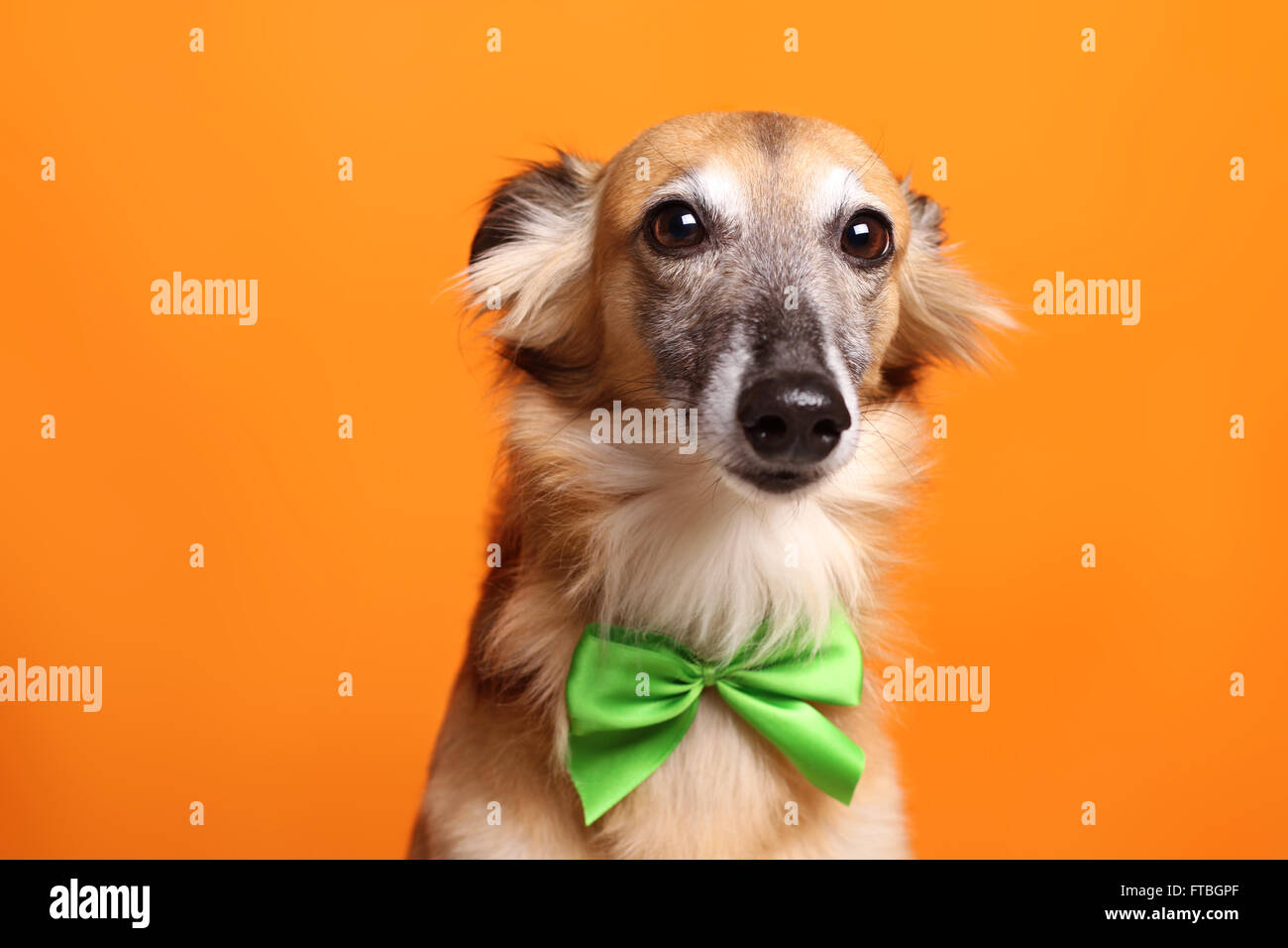 Silken Windsprite sighthound, portrait with a green bow Stock Photo