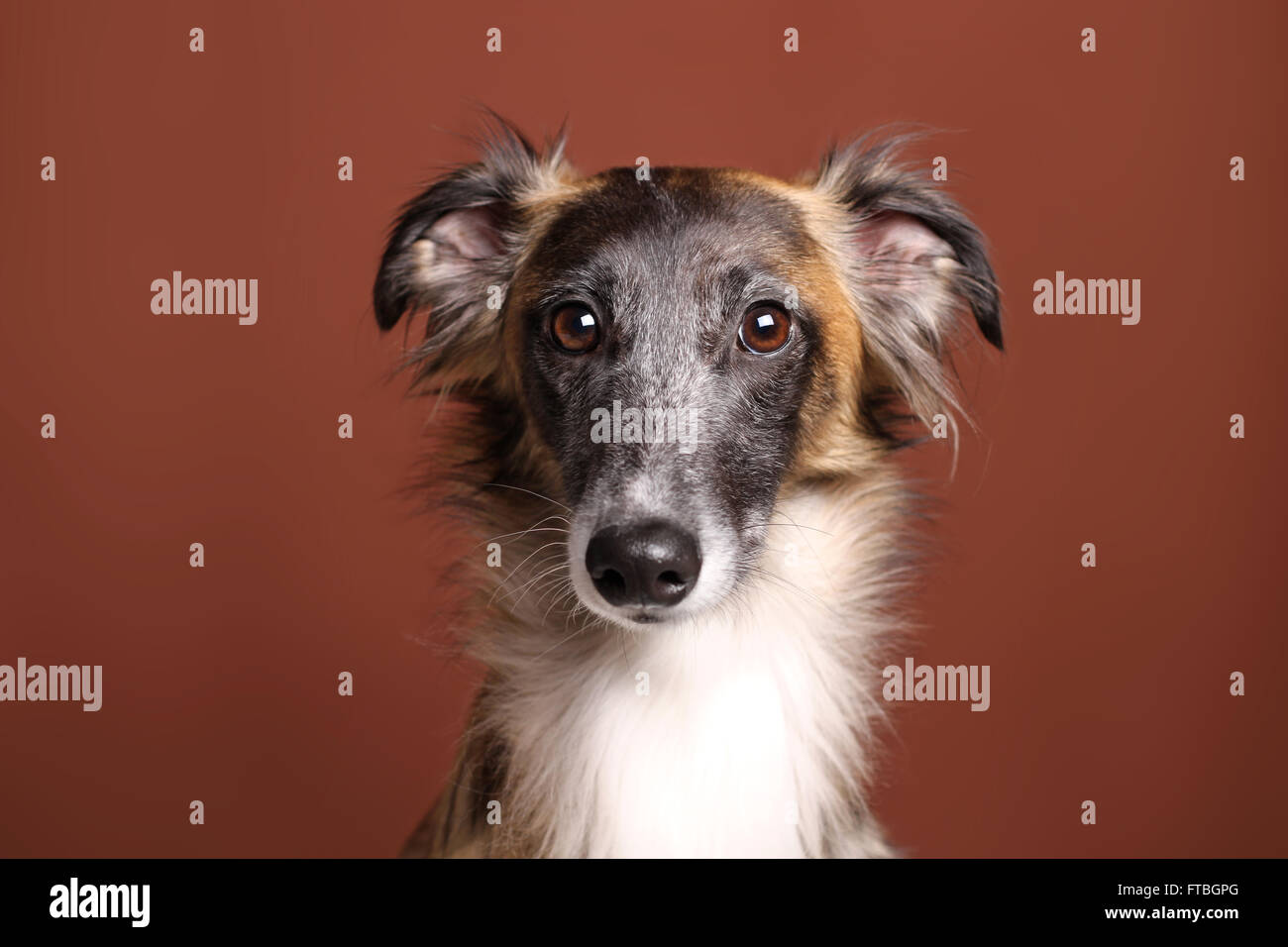 Silken Windsprite sighthound, portrait Stock Photo