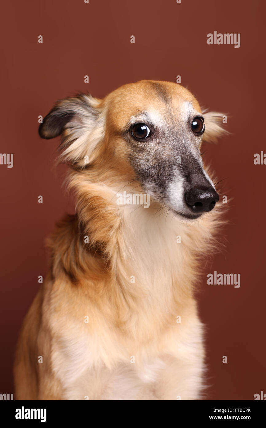 Silken Windsprite sighthound, portrait Stock Photo