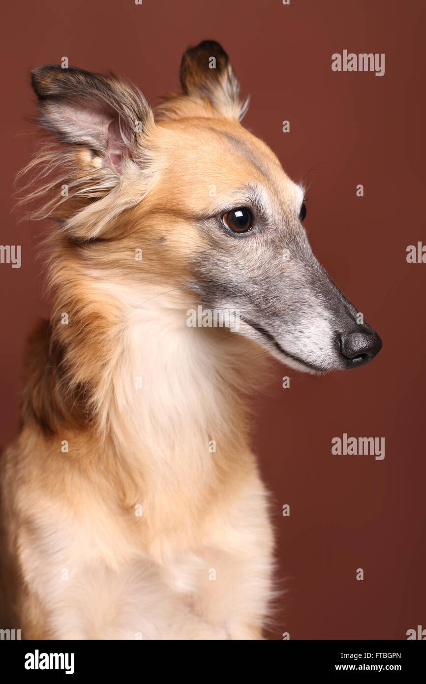 Silken Windsprite sighthound, portrait Stock Photo