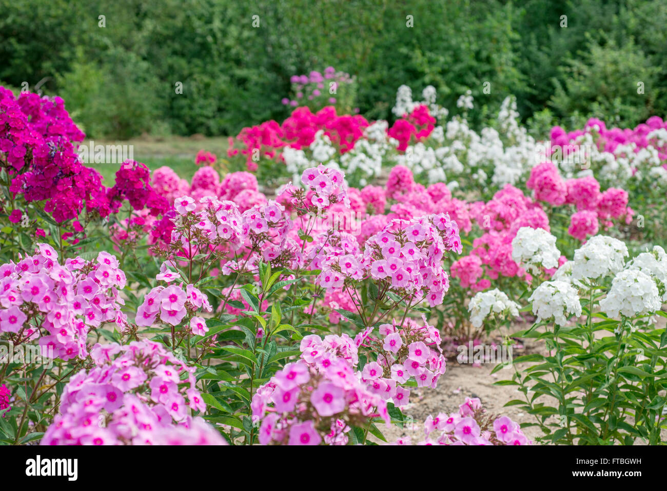 Pink phlox flowers in the garden Stock Photo - Alamy