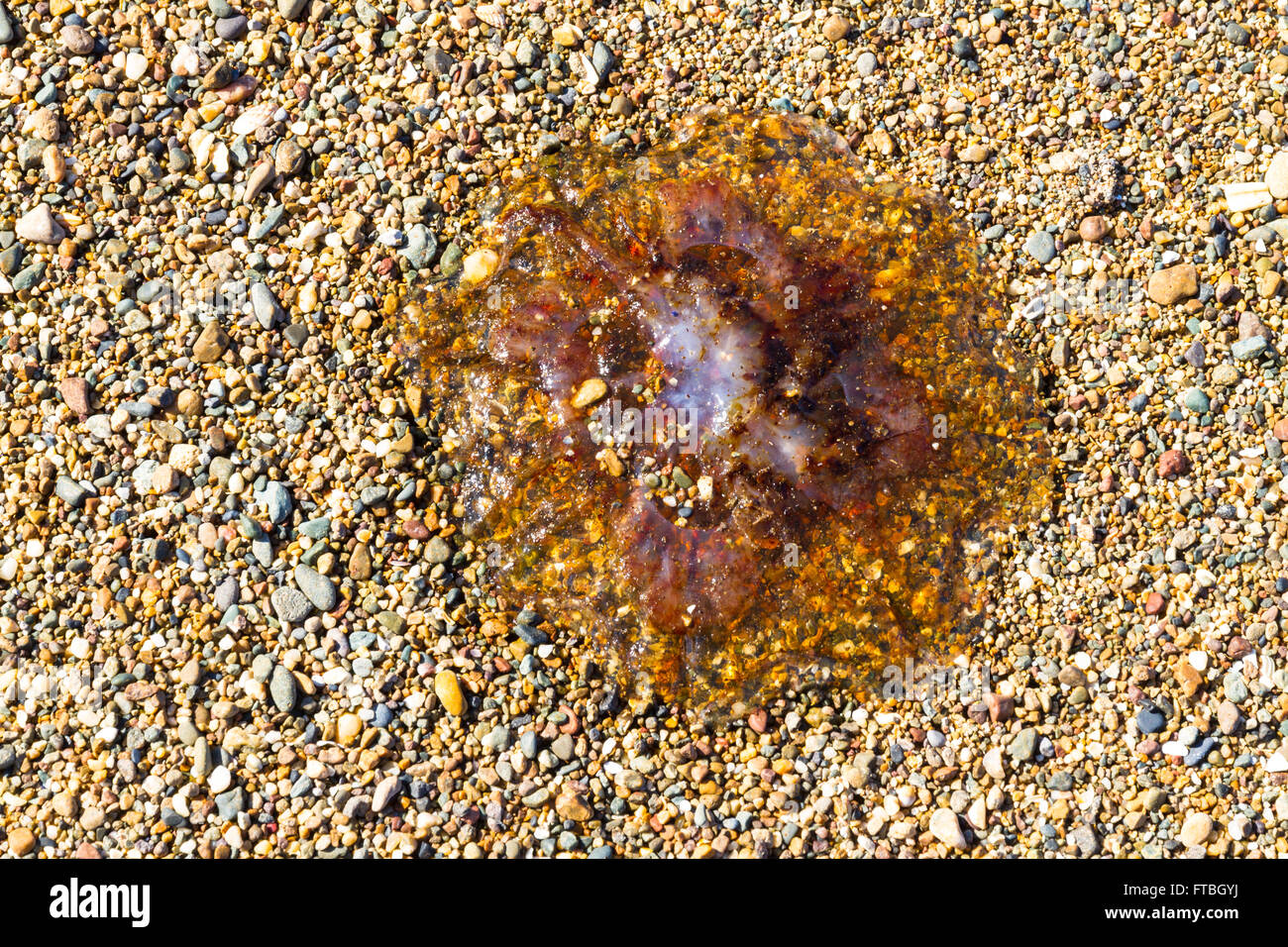 Jellyfish or jellie, part of phylum  Cnidaria washed up on pebble beach. Stock Photo
