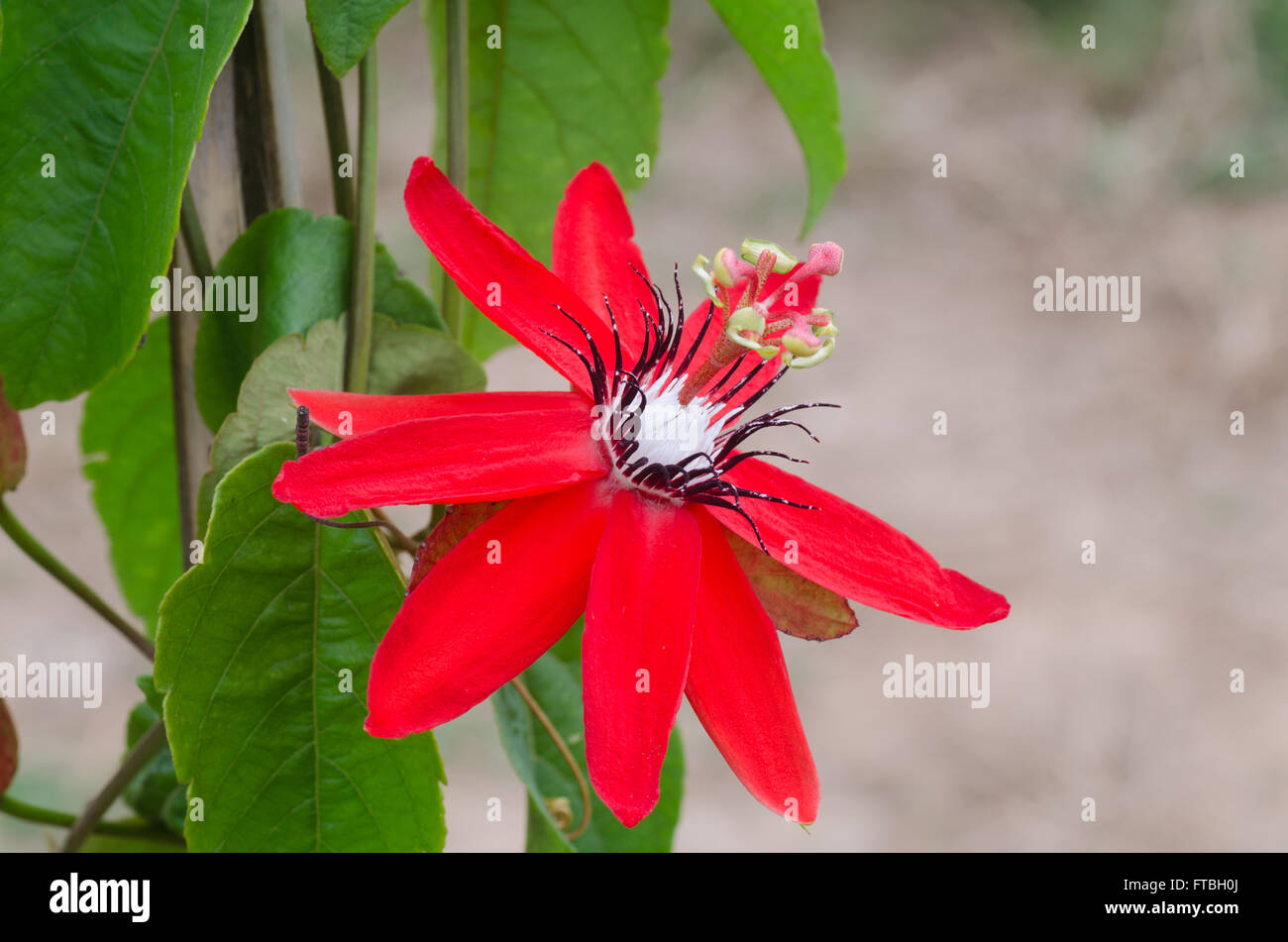 Red Granadilla, Scarlet or Red Passion Flower (Passiflora miniata) Stock Photo