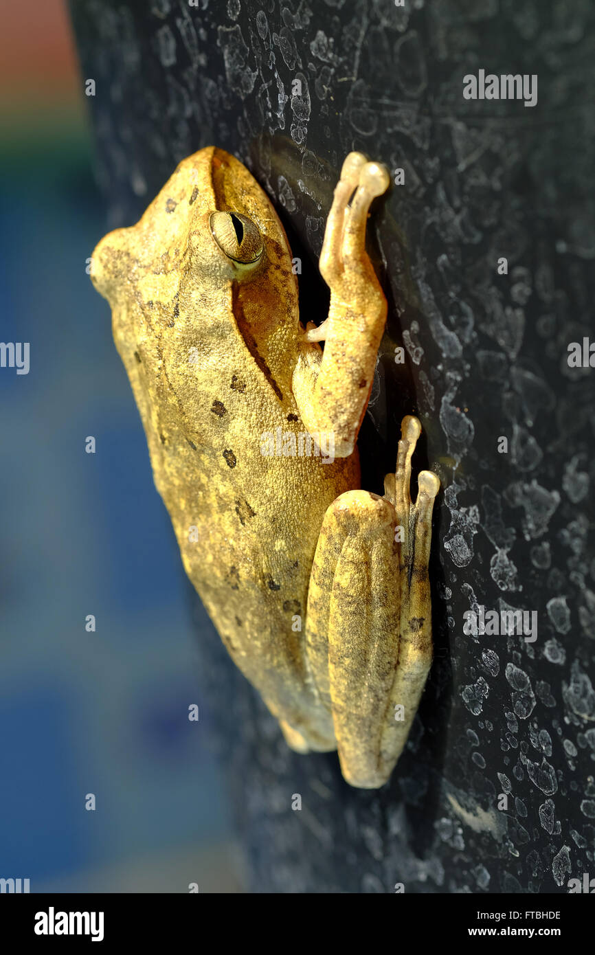 Golden Tree Frog or Yellow Frog in Thailand Close up Macro