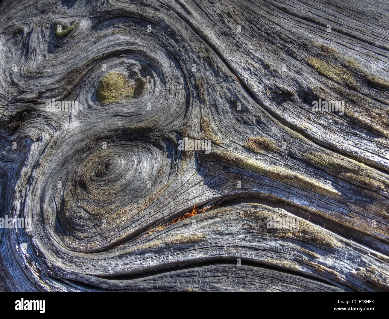 Larch tree wood texture hi-res stock photography and images - Alamy