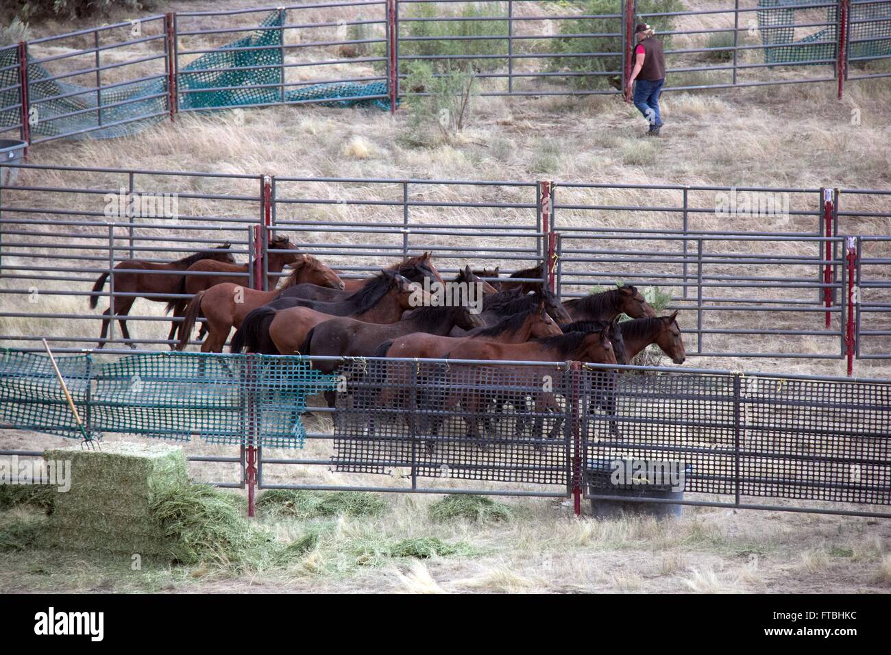 Wild horses from the West Douglas herd in the White River Land Management area are gathered as part of the Bureau of Land Management program to reduce the size of the population September 16, 2015 near Meeker, Colorado. Stock Photo