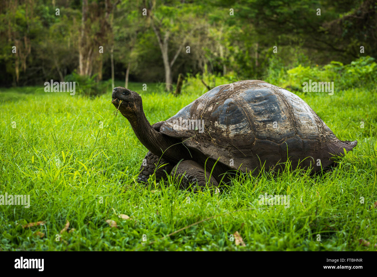 Galapagos giant tortoise eating grass in woods Stock Photo Alamy