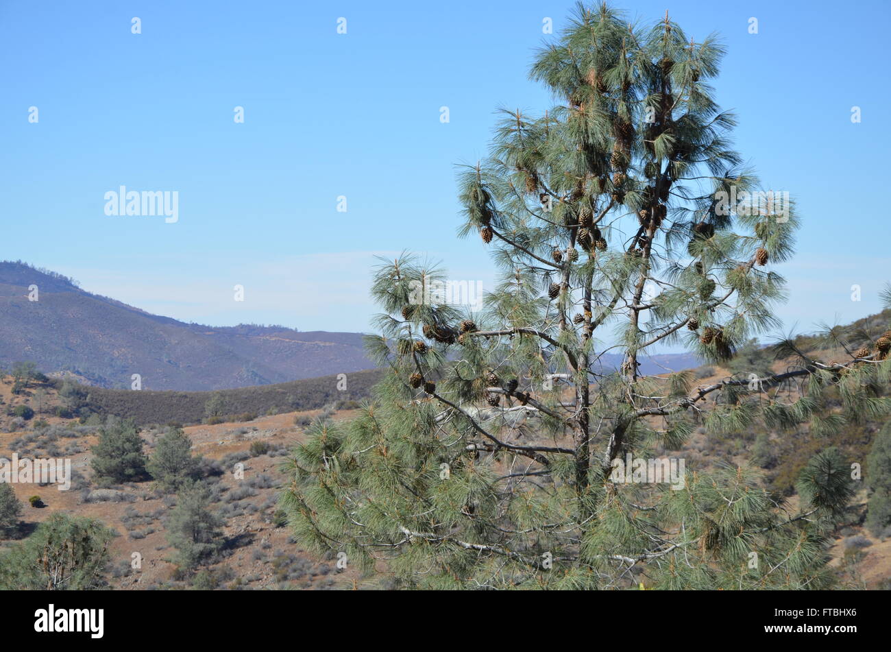 Coulter Pine Tree in California Stock Photo