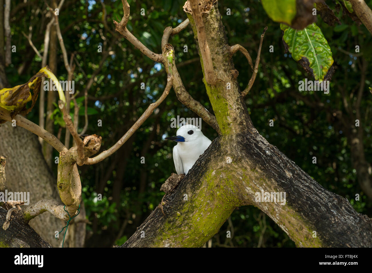 A fairy or white tern sitting on a nest branch in the Seychelles Stock Photo
