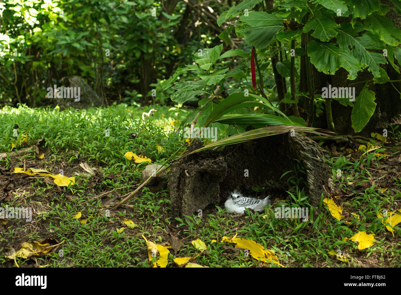 white-tailed tropicbird (Phaethon lepturus) in a nest deep in the forest of Aride Island, Seychelles Stock Photo