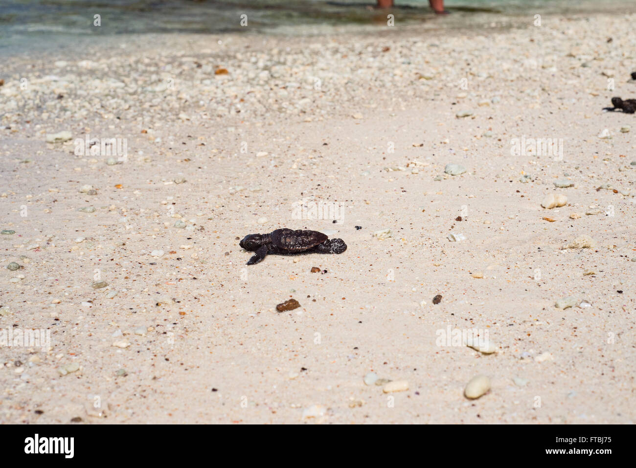 Recently hatched hawksbill sea turtle babies at Aride Island, Seychelles Stock Photo