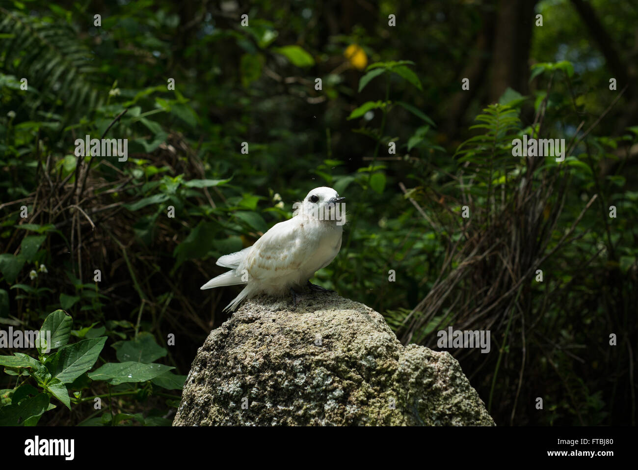 fairy tern Sternula nereis chick sitting on a rare granite nest site on Aride Island, Seychelles Stock Photo