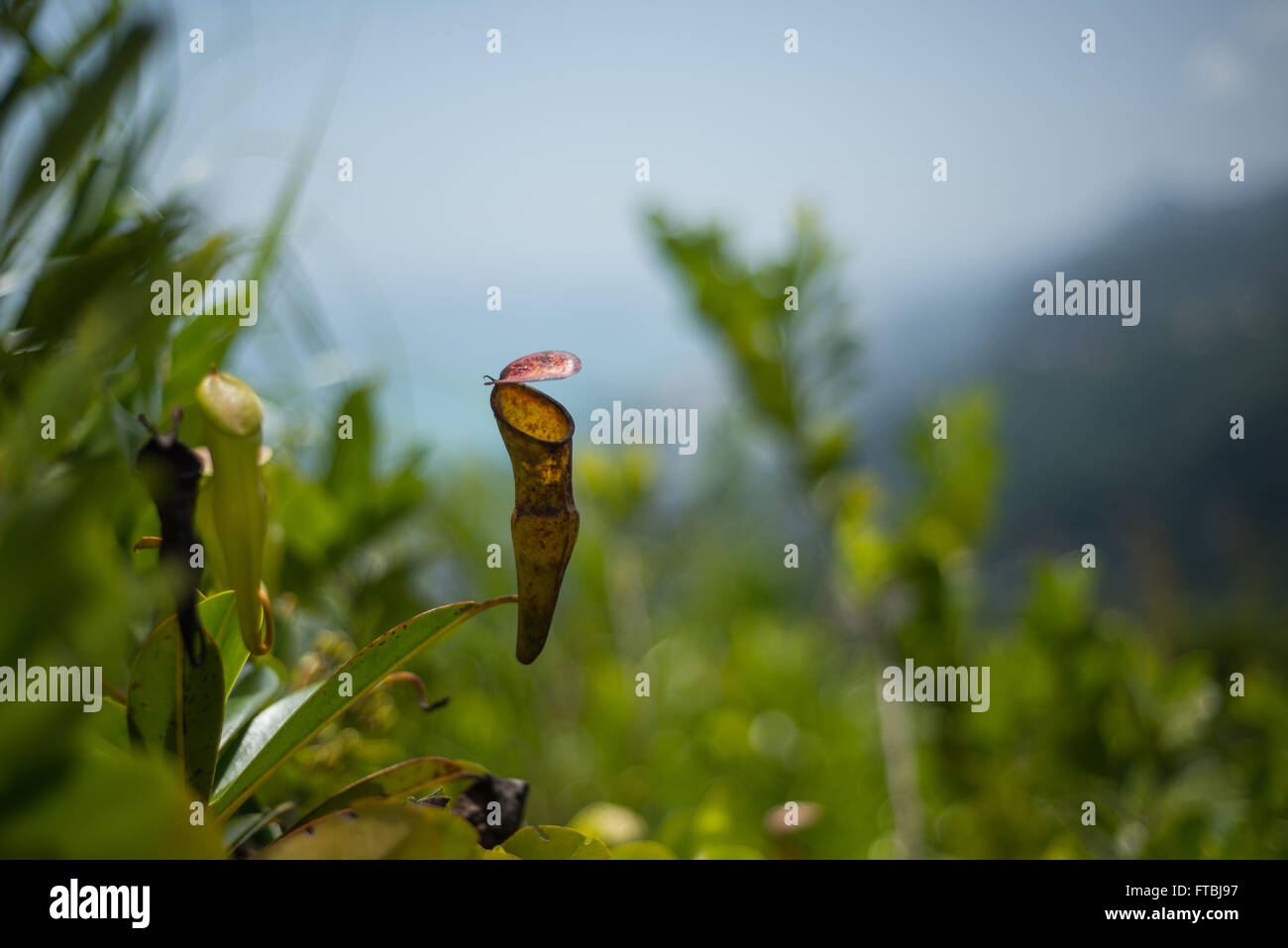 Seychelles pitcher plant Nepenthes pervelli on the island of Mahe, Seychelles Stock Photo