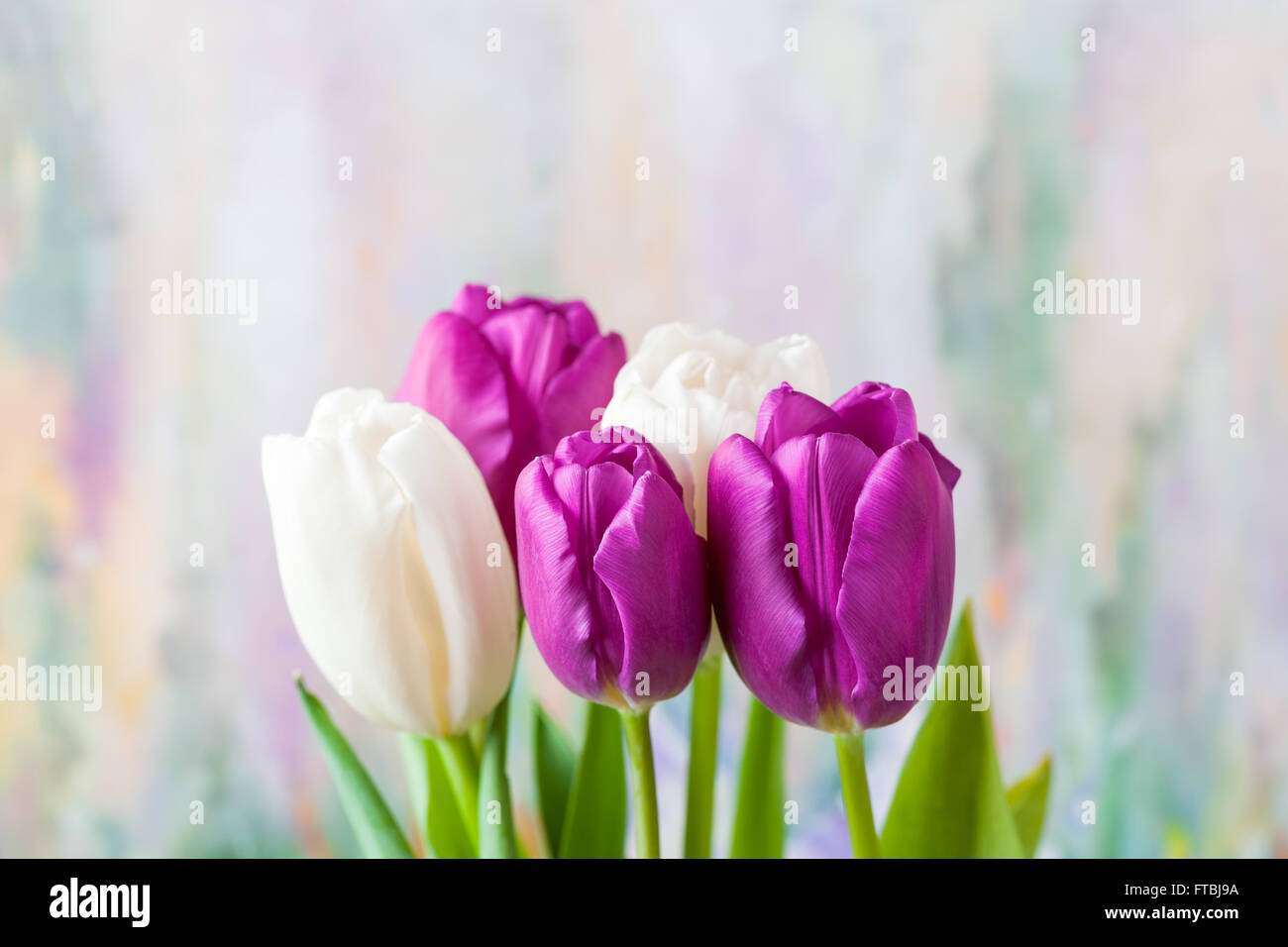 Bouquet of spring tulips Stock Photo