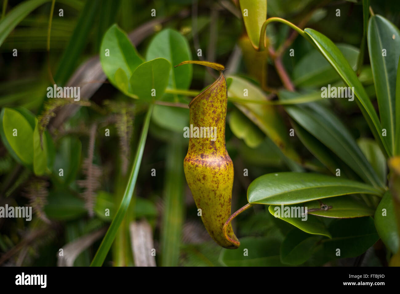 Seychelles pitcher plant Nepenthes pervelli on the island of Mahe, Seychelles Stock Photo