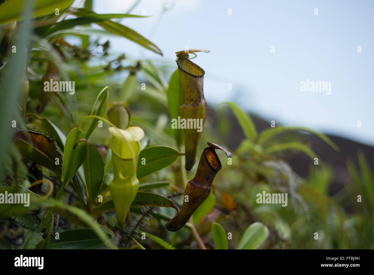 Seychelles pitcher plant Nepenthes pervelli on the island of Mahe, Seychelles Stock Photo