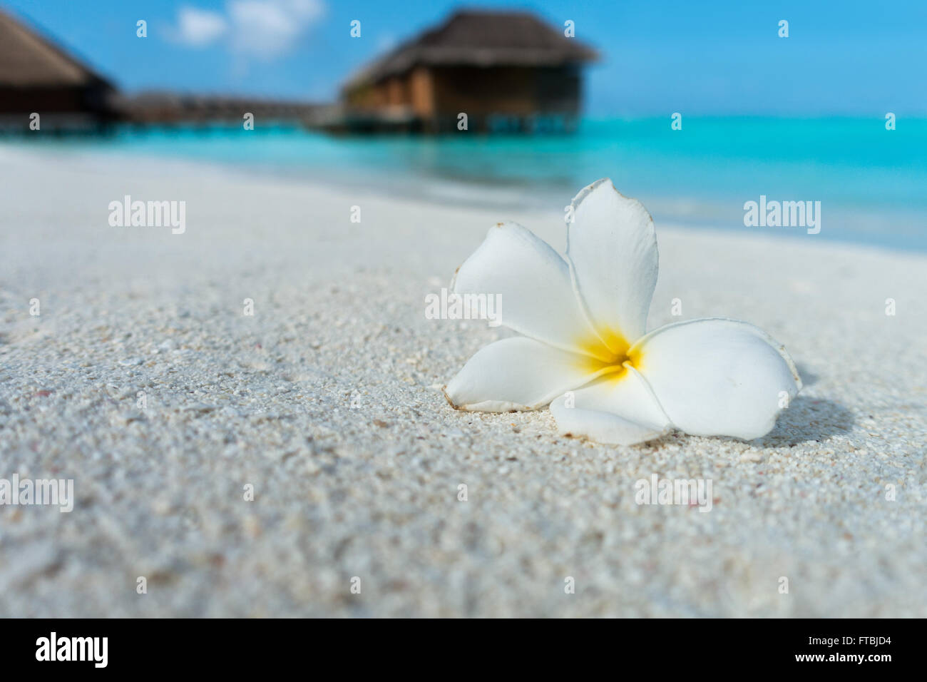 Maldives flower frangipani hires stock photography and images Alamy