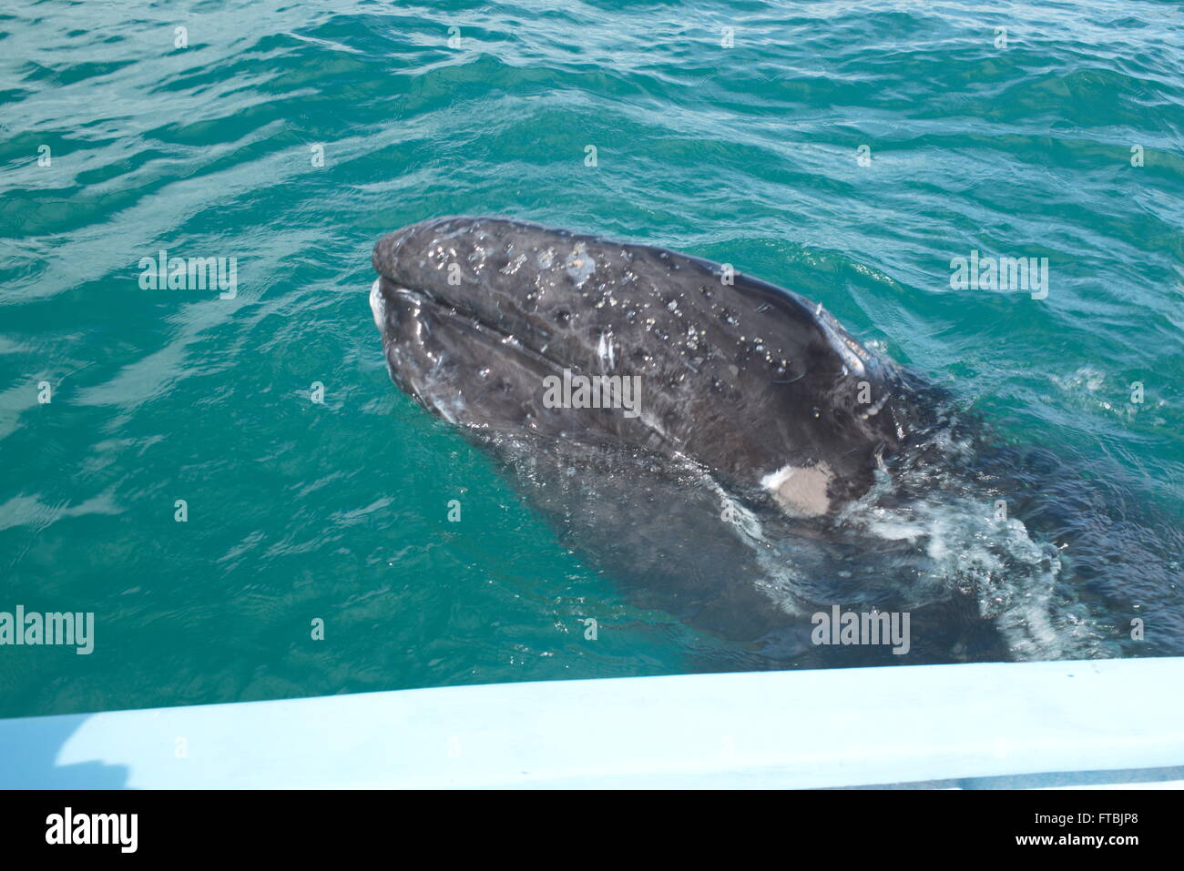 Baby Gray Whale pictured here at side of small boat. Stock Photo
