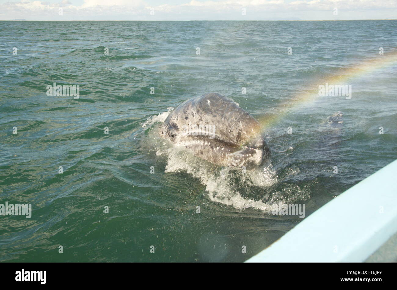 Young Gray Whale ( Baby Whale ) approaches small motor boat.  Moisture from blow hole catches sun to form rainbow. Stock Photo