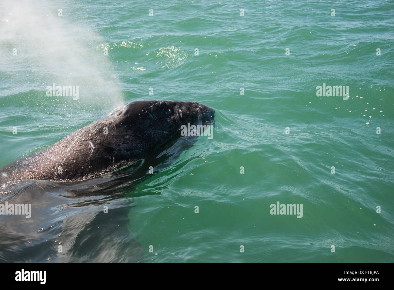 Gray whale breathes near the boat in Baja, Mexico. Stock Photo