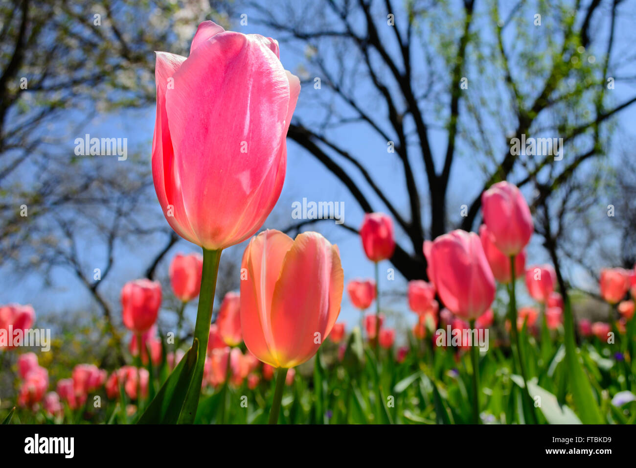 Single Pink Tulip Selective Focus Foreground with Cherry Blossoms Trees and Tulips in background Stand up, Stand out, Stand Tall Stock Photo