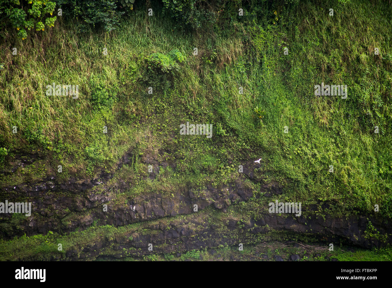 Moss covered rock canyon wall, Kauai, Hawaii. Stock Photo