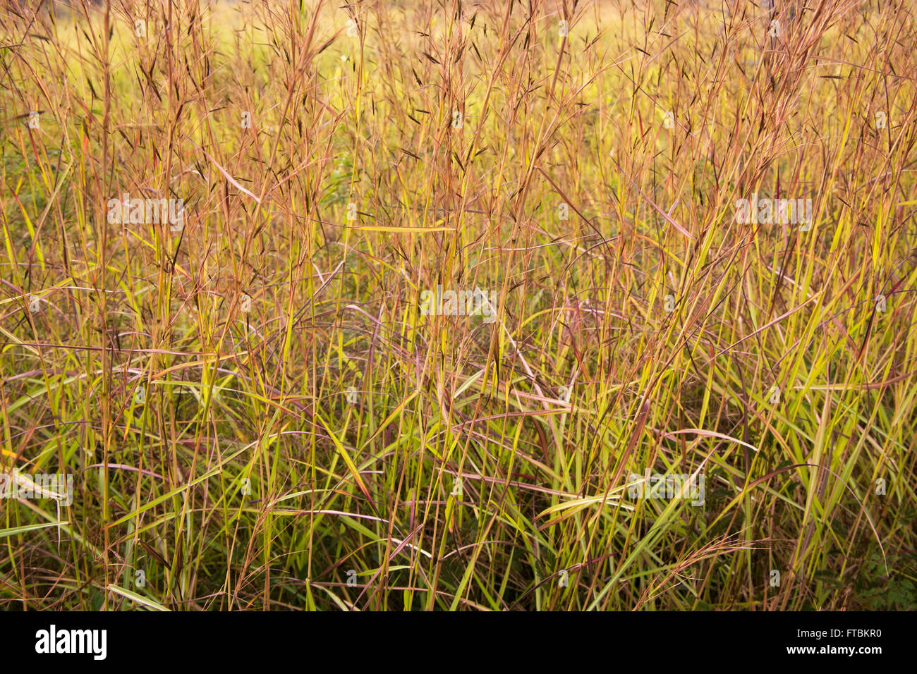 Tall yellow grass in Hawaii Stock Photo Alamy