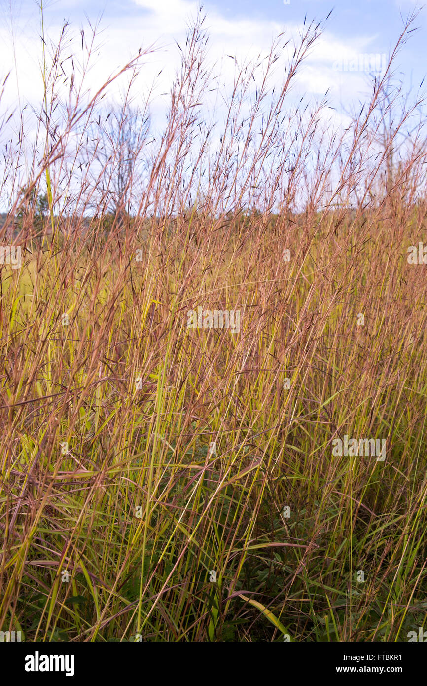 Tall grass in Hawaii Stock Photo Alamy