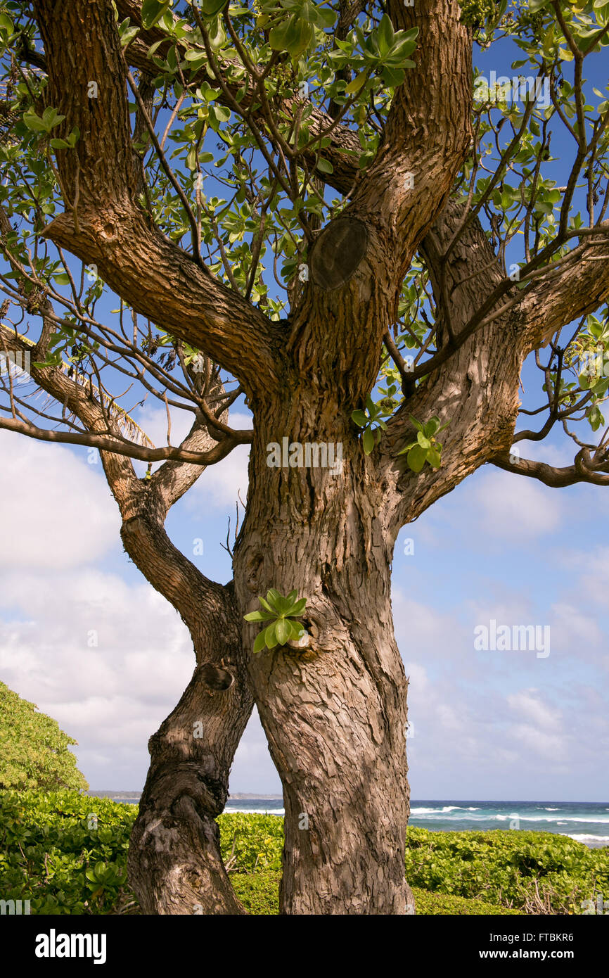Tree in Hawaii Stock Photo Alamy