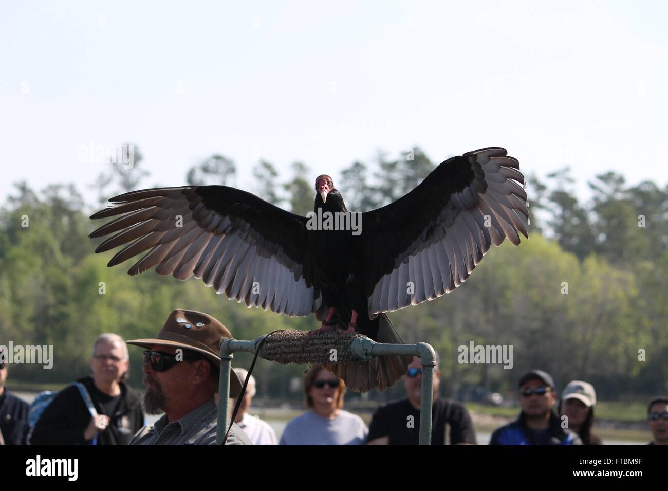 Turkey Vulture sunning himself at Lake Livingston State Park Stock